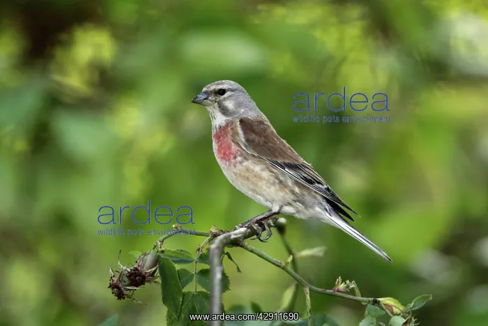 : Linnet - male perched on briar : Linnet - male perched on briar