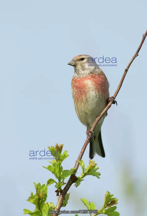 : Linnet - male perched highup on Hawthorn bush in : Linnet - male perched highup on Hawthorn bush in