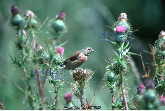 : LINNET - male, sitting on thistle : LINNET - male, sitting on thistle