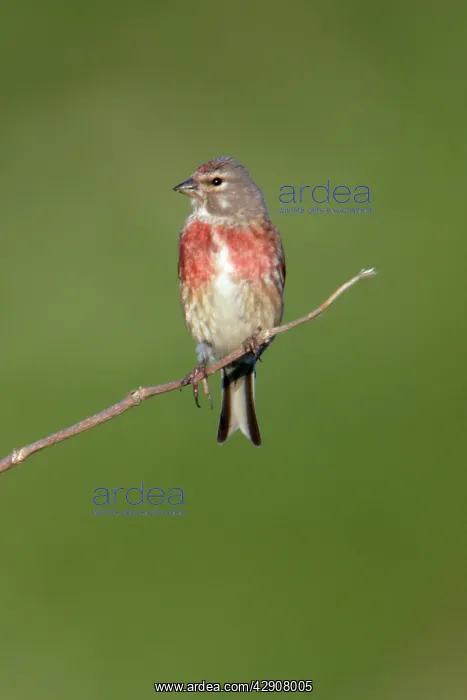 : Linnet - Male sitting on twig : Linnet - Male sitting on twig