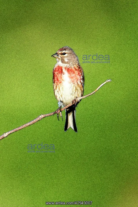 : Linnet - Male sitting on twig : Linnet - Male sitting on twig