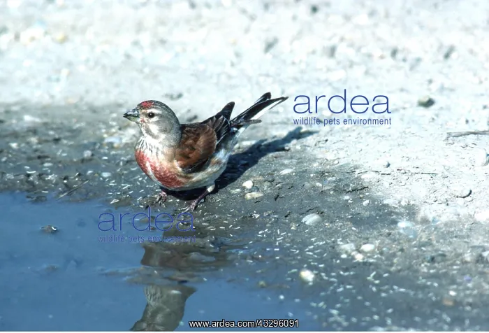 : LINNET - male, standing at edge of water : LINNET - male, standing at edge of water
