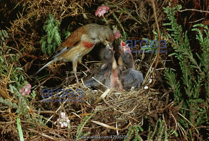  : Linnet - At nest feeding young