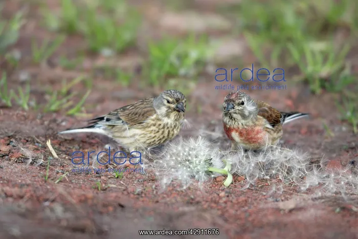 : Linnet - pair feeding on Dandelion seeds : Linnet - pair feeding on Dandelion seeds