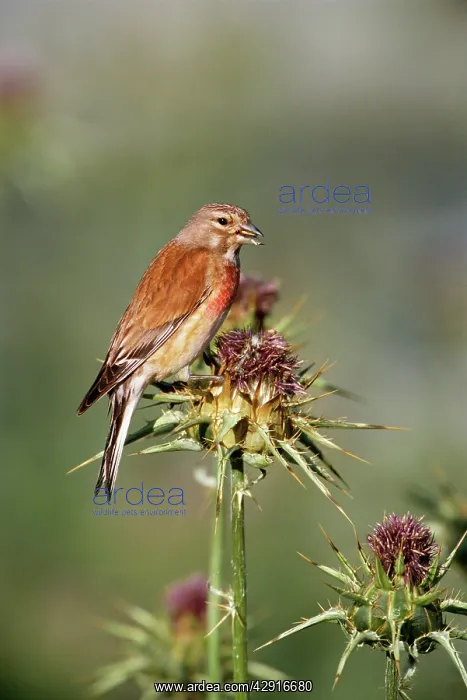 : LINNET - on thistle : LINNET - on thistle