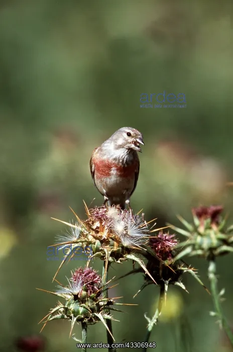 : LINNET - on thistle calling : LINNET - on thistle calling