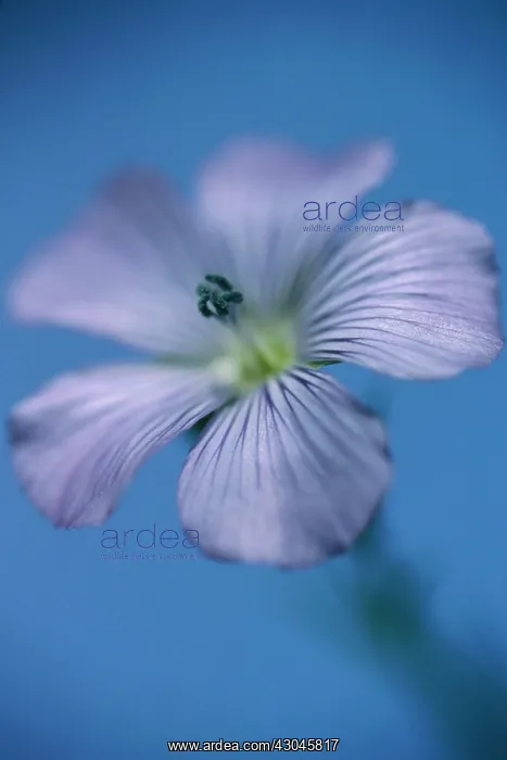 : Linseed, flax, Linum usitatissimum : Linseed, flax, Linum usitatissimum