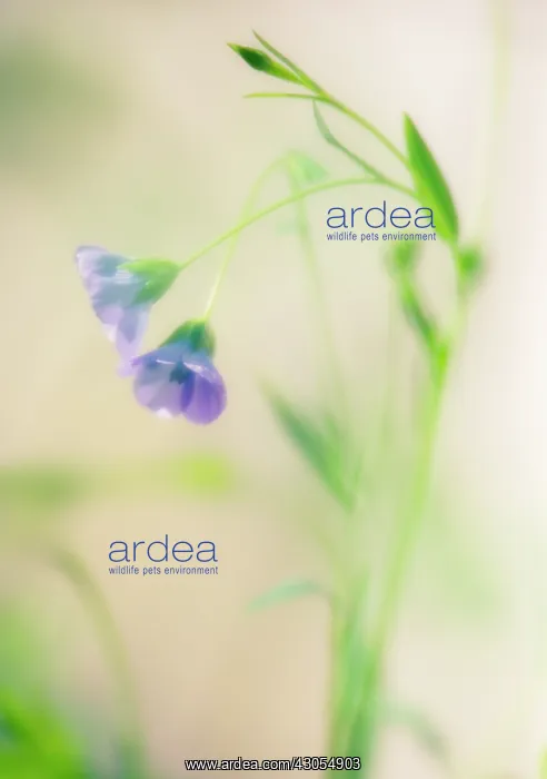 : Linseed, flax, Linum usitatissimum : Linseed, flax, Linum usitatissimum