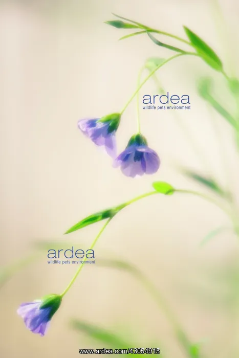 : Linseed, flax, Linum usitatissimum : Linseed, flax, Linum usitatissimum