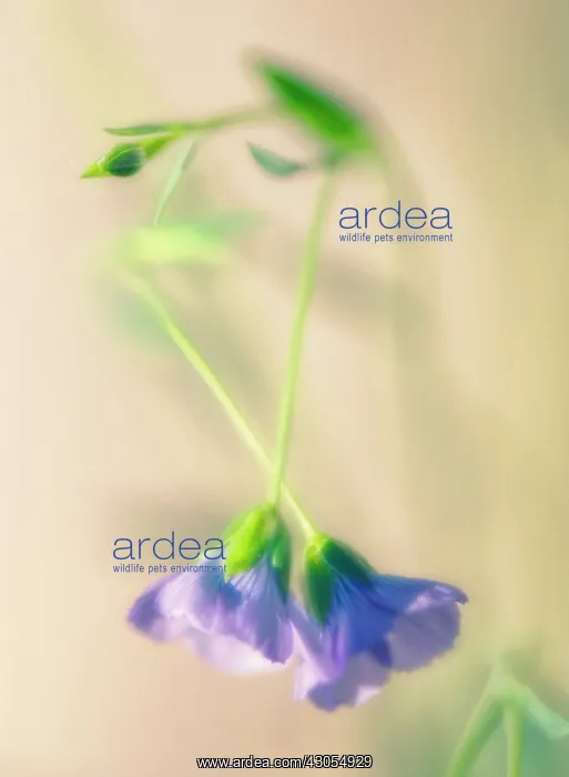 : Linseed, flax, Linum usitatissimum : Linseed, flax, Linum usitatissimum