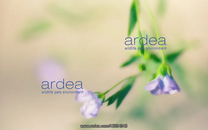 : Linseed, flax, Linum usitatissimum : Linseed, flax, Linum usitatissimum