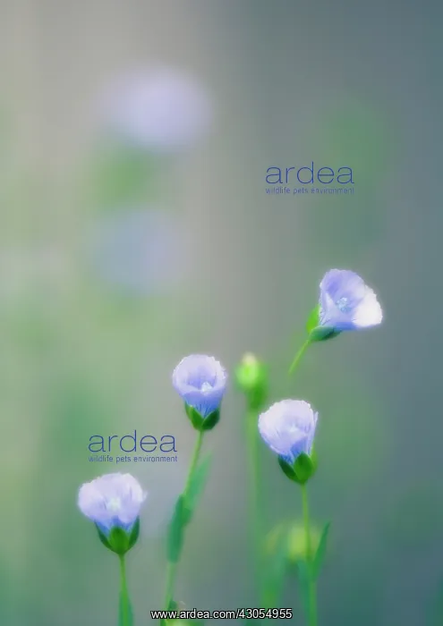 : Linseed, flax, Linum usitatissimum : Linseed, flax, Linum usitatissimum