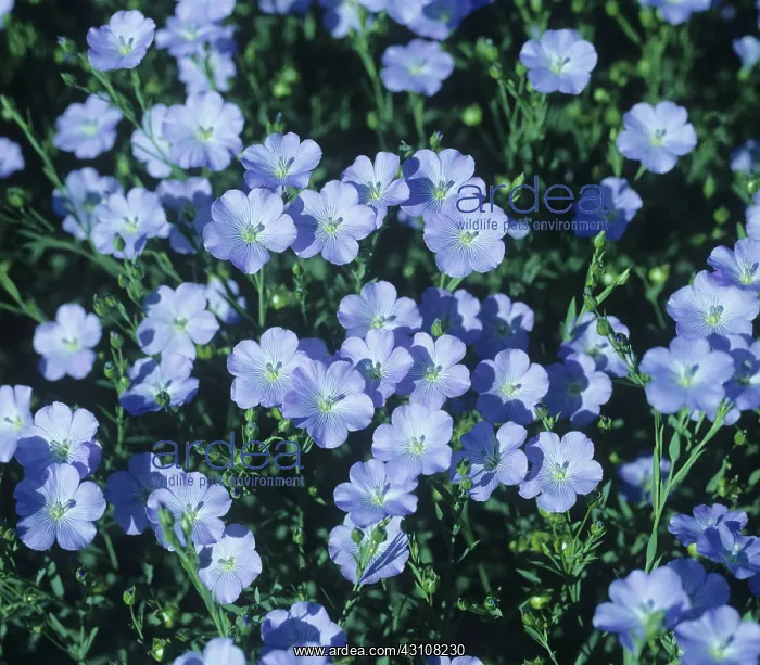 : linseed crop in full flower : linseed crop in full flower
