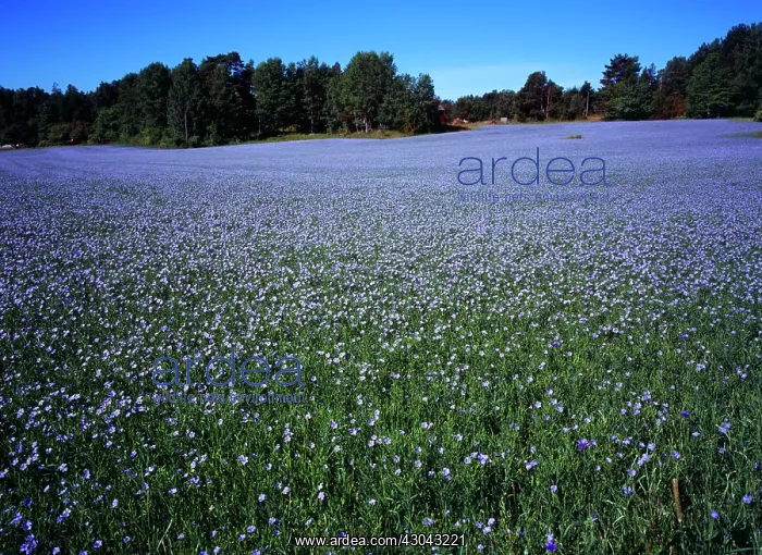 : Linseed, Flax : Linseed, Flax