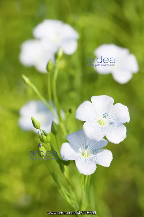 : Linseed, Flax, Linum usitatissimum, Close view of : Linseed, Flax, Linum usitatissimum, Close view of