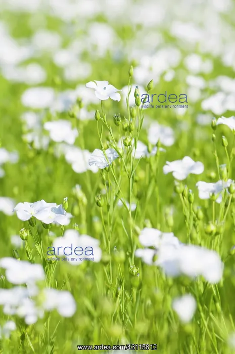 : Linseed, Flax, Linum usitatissimum, A mass of pale : Linseed, Flax, Linum usitatissimum, A mass of pale