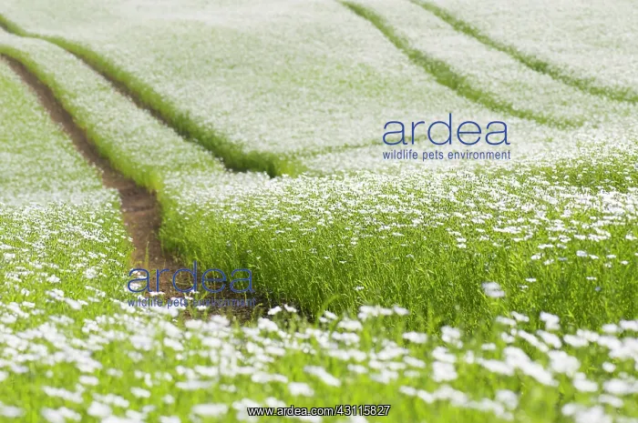 : Linseed, Flax, Linum usitatissimum, A mass of pale : Linseed, Flax, Linum usitatissimum, A mass of pale