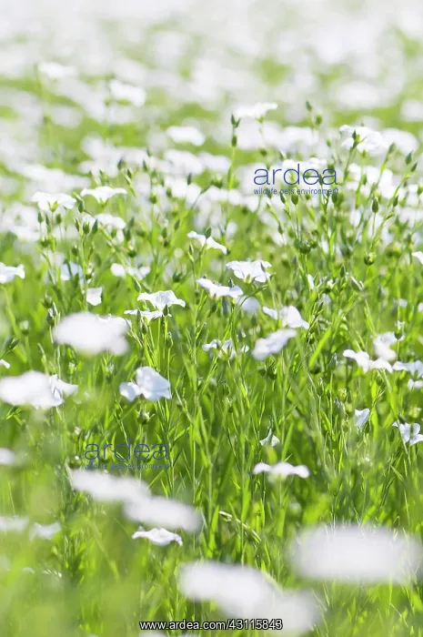 : Linseed, Flax, Linum usitatissimum, A mass of pale : Linseed, Flax, Linum usitatissimum, A mass of pale
