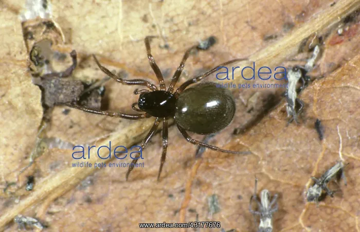 : Linyphiid. Adult female linyphiid or money spider (Millerania inerrans) : Linyphiid. Adult female linyphiid or money spider (Millerania inerrans)