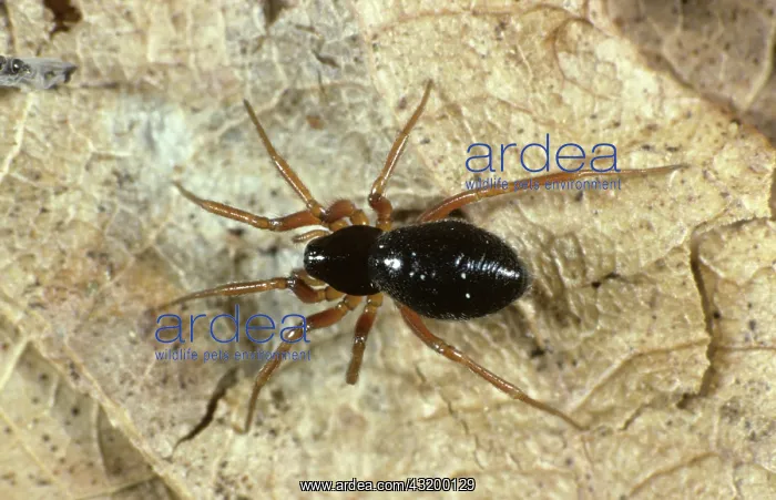 : Linyphiid. Adult female linyphiid or money spider (Millerania inerrans) : Linyphiid. Adult female linyphiid or money spider (Millerania inerrans)
