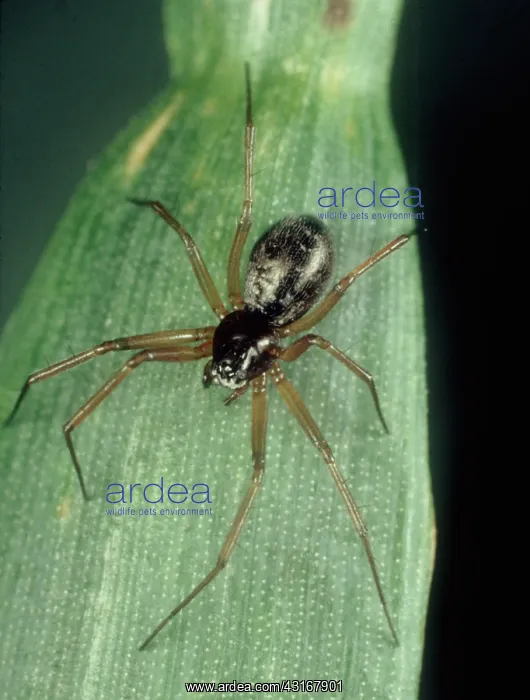 : Linyphiid or money spider : Linyphiid or money spider