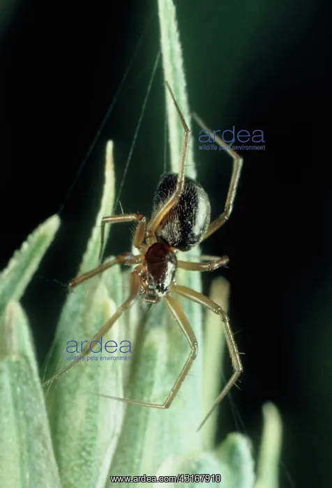 : Linyphiid or money spider : Linyphiid or money spider