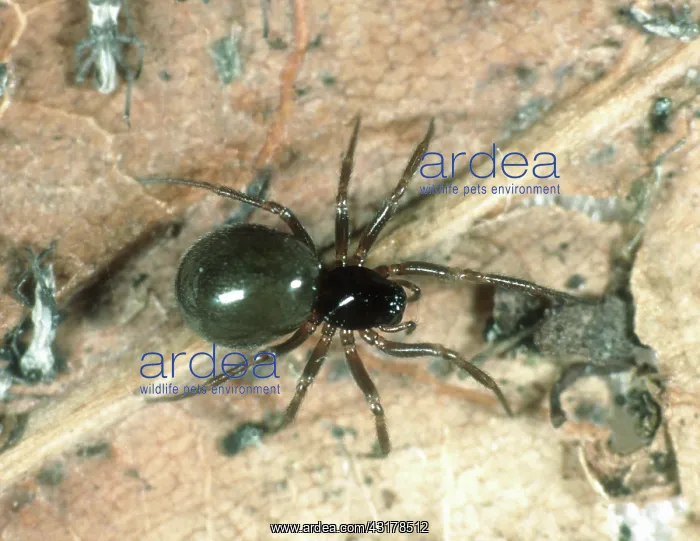 : Linyphiid or money spider : Linyphiid or money spider
