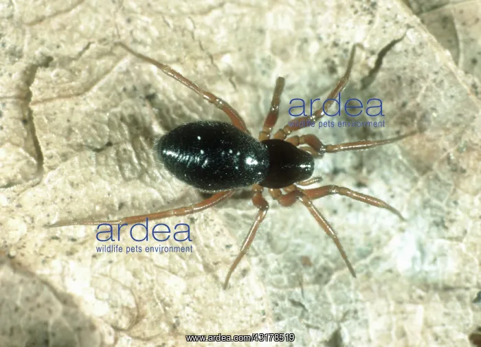 : Linyphiid or money spider : Linyphiid or money spider