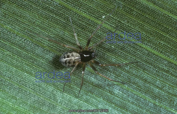 : Linyphiid spider : Linyphiid spider