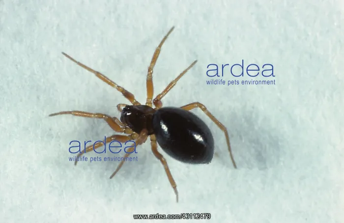 : Linyphiid spider : Linyphiid spider