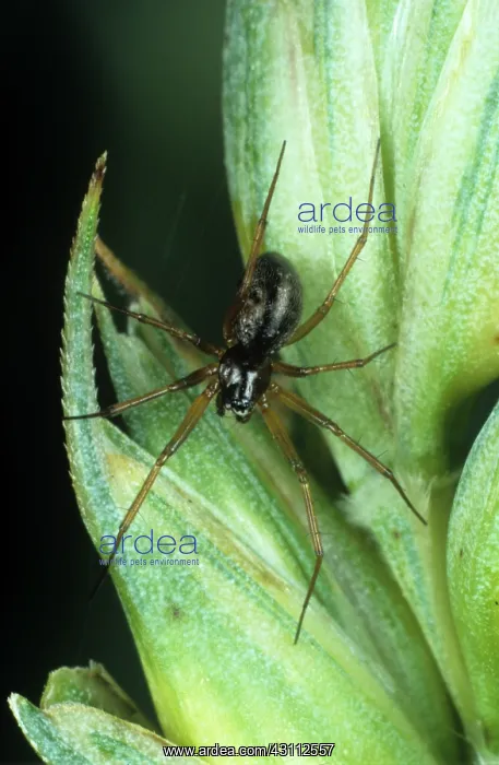 : Linyphiid spider : Linyphiid spider