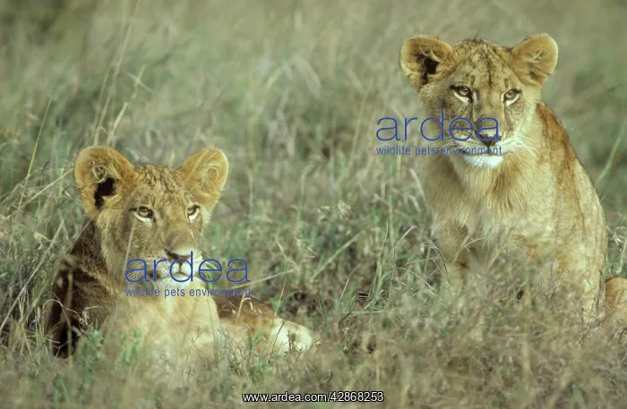 : Lion - 2 cubs - resting : Lion - 2 cubs - resting