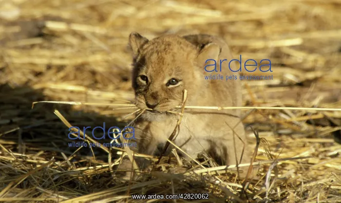 : LION - 6 week old lion cub with dried grass in mouth : LION - 6 week old lion cub with dried grass in mouth