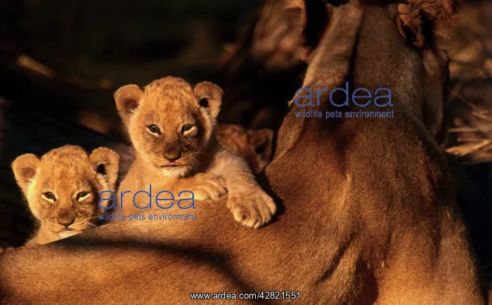 : LION - 6 weeks old lion cubs peer over parents back : LION - 6 weeks old lion cubs peer over parents back