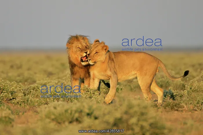 : Lion - adult male reprimanding a young one : Lion - adult male reprimanding a young one