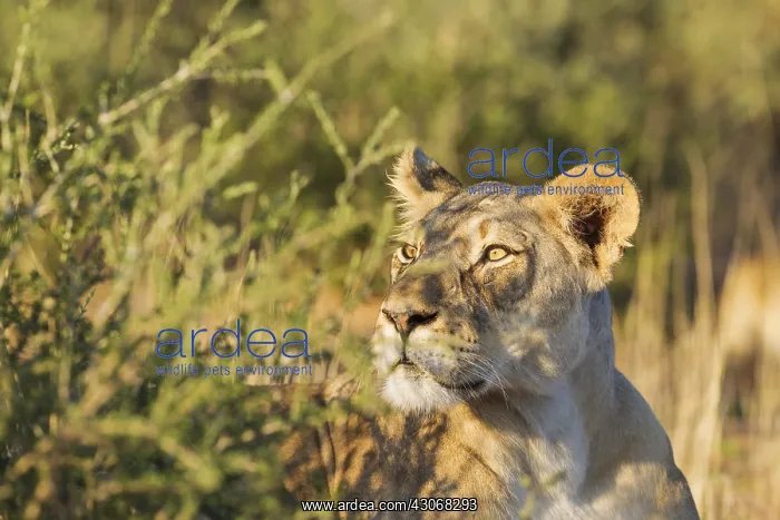 : Lion - alert female - observing her surroundings : Lion - alert female - observing her surroundings