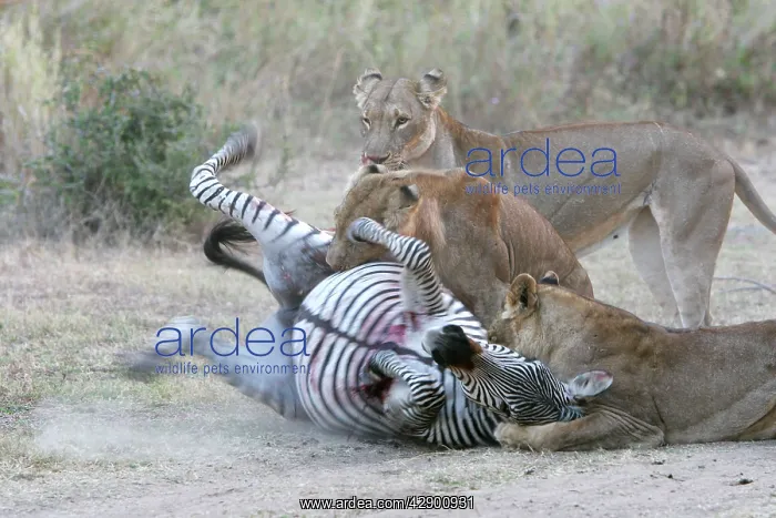: Lion - three attacking Crawshay's Zebra : Lion - three attacking Crawshay's Zebra