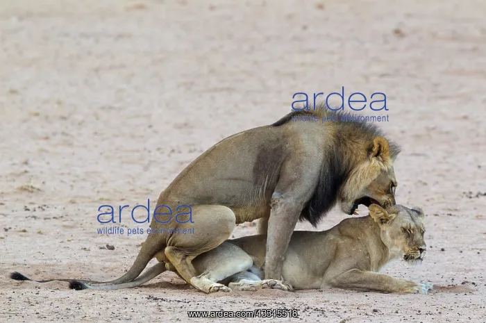 : Lion. Black-maned Kalahari male and female. Mating : Lion. Black-maned Kalahari male and female. Mating