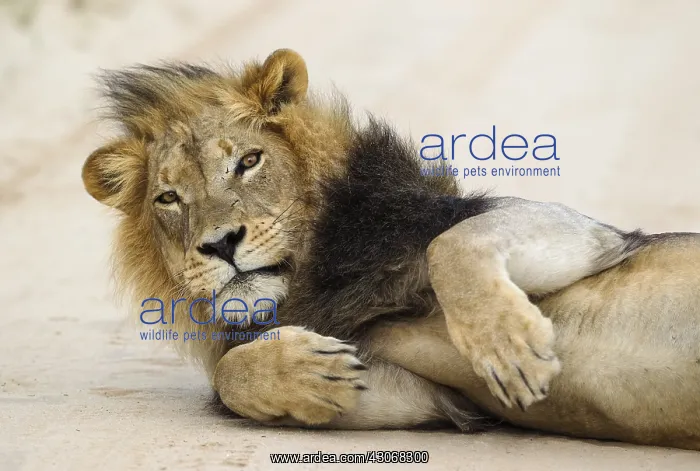 : Lion - black-maned Kalahari male - having been disturbed : Lion - black-maned Kalahari male - having been disturbed