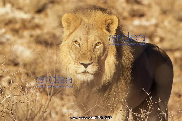 : Lion. Black-maned Kalahari male. Kalahari Desert : Lion. Black-maned Kalahari male. Kalahari Desert