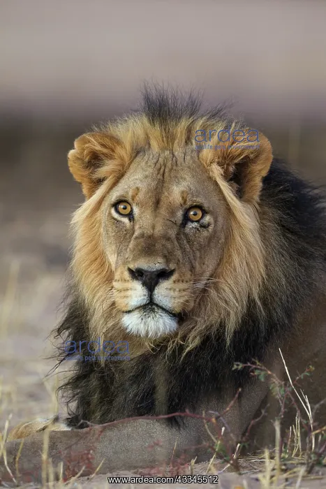 : Lion. Black-maned Kalahari male. Resting at dawn : Lion. Black-maned Kalahari male. Resting at dawn