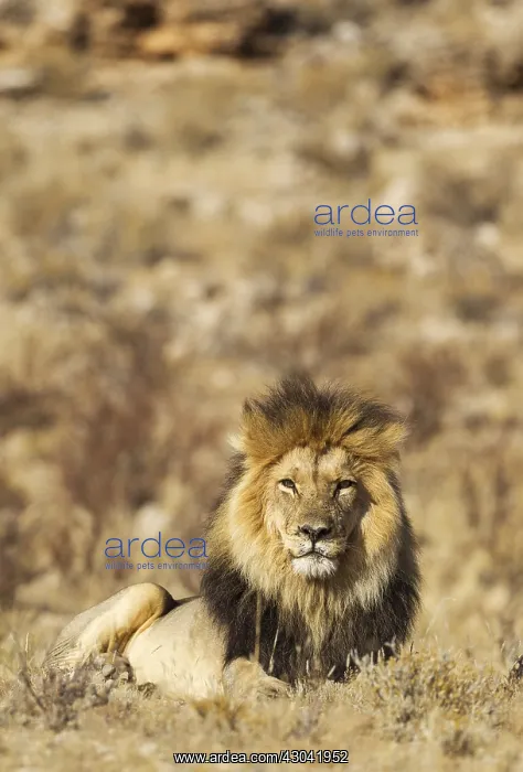 : Lion - black-maned Kalahari male - resting - Kalahari : Lion - black-maned Kalahari male - resting - Kalahari