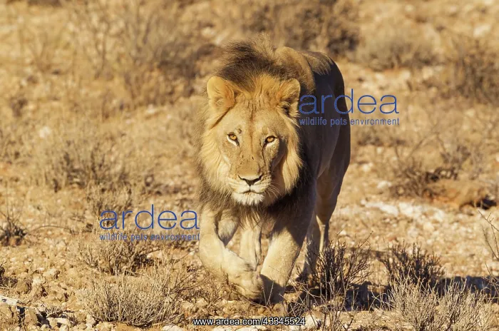 : Lion. Black-maned Kalahari male. Walking. Kalahari : Lion. Black-maned Kalahari male. Walking. Kalahari