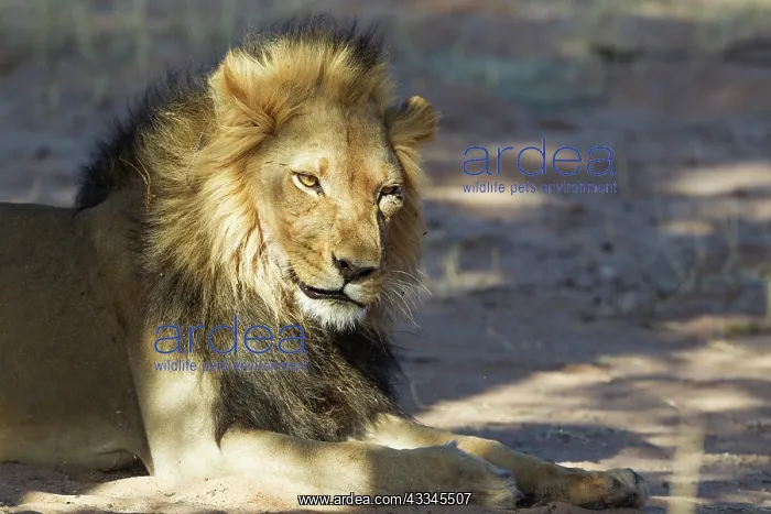: Lion. Black-maned Kalahari male. About to yawn : Lion. Black-maned Kalahari male. About to yawn
