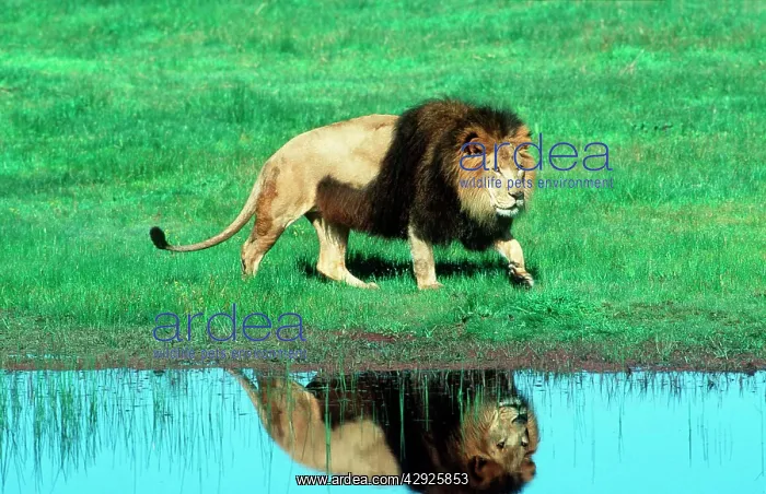 : Lion - Black maned male approaching water : Lion - Black maned male approaching water