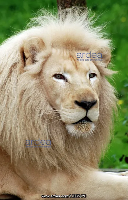 : Lion - blonde variant : Lion - blonde variant