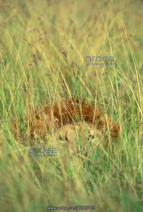  : Lion - Camouflaged