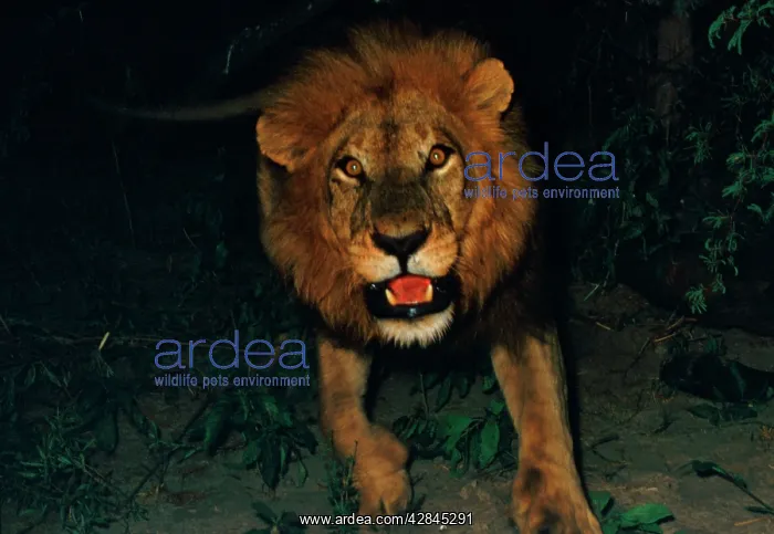 : Lion charging - Lions become active at night, when : Lion charging - Lions become active at night, when