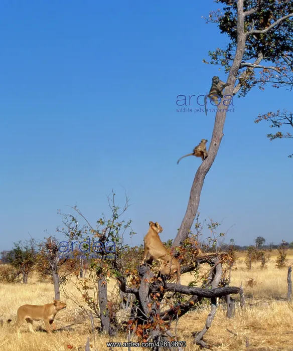 : LION - chasing Chacma baboons (Papio ursinus) up Mopani Tree : LION - chasing Chacma baboons (Papio ursinus) up Mopani Tree