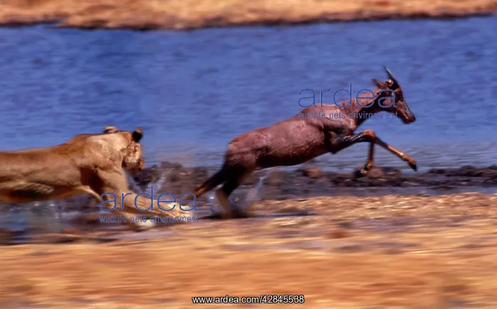 : Lion chasing Tsessebe (Damaliscus lunatus) : Lion chasing Tsessebe (Damaliscus lunatus)